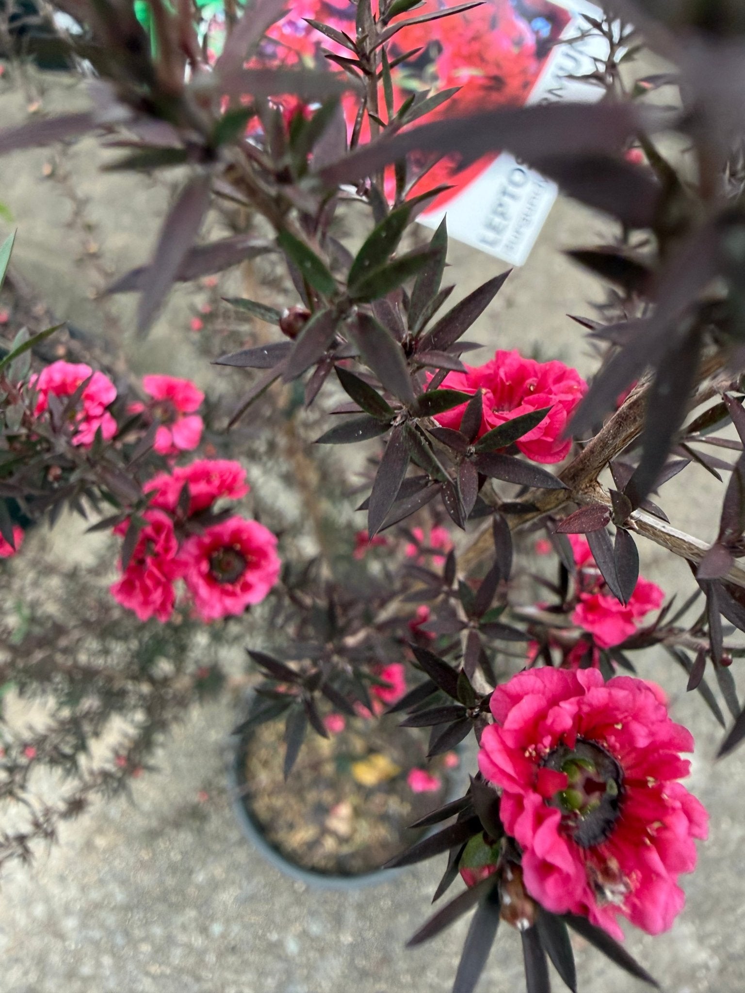Leptospermum 'Burgundy Queen' (Leptospermum scoparium) - Large - Ladybird Nursery