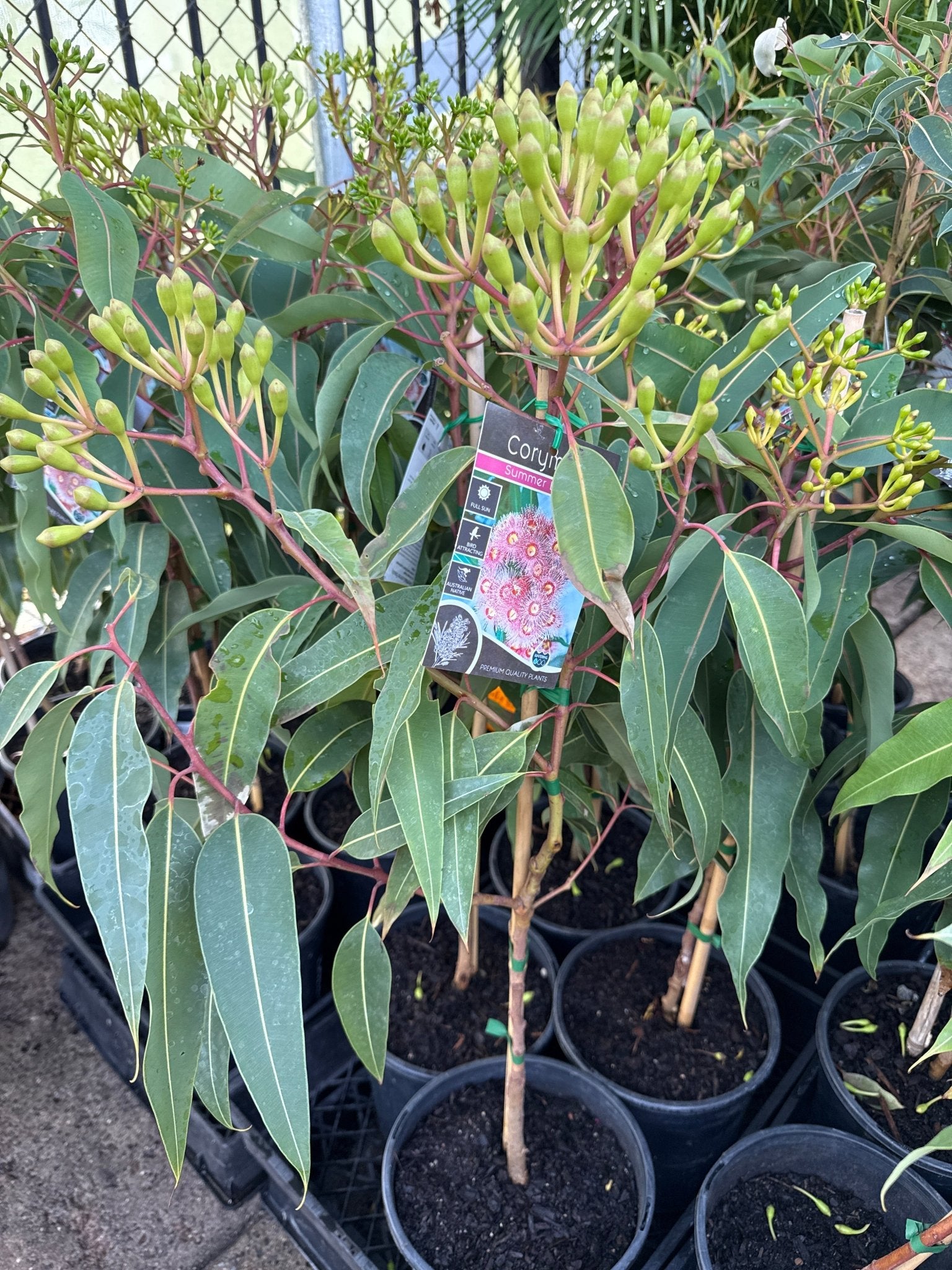 Dwarf Eucalyptus ‘Summer Beauty’ (Corymbia ficifolia) - Ladybird Nursery