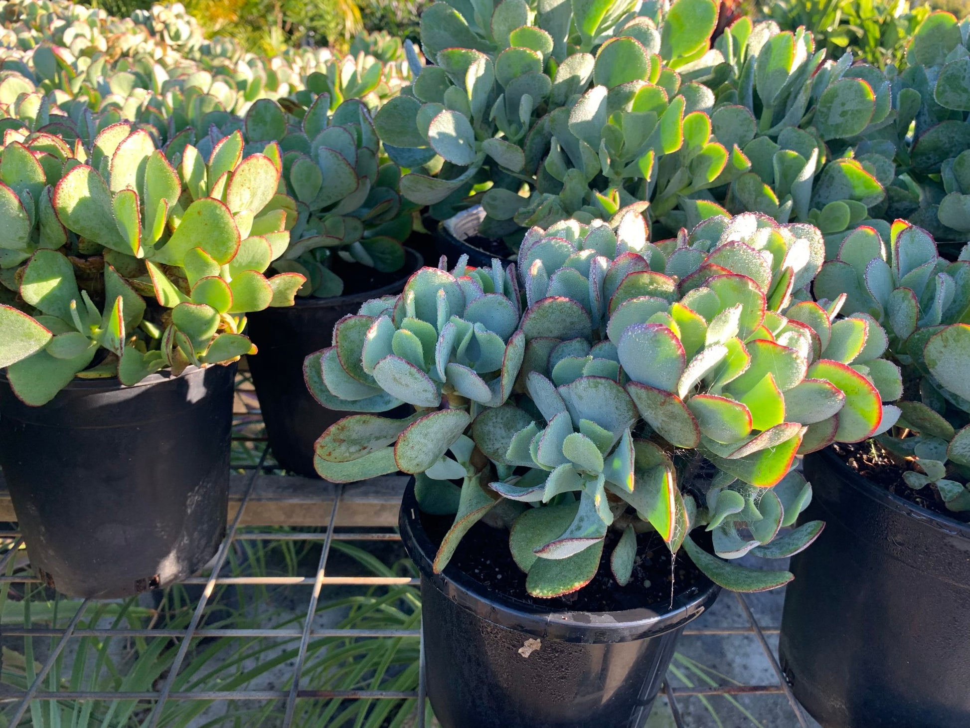 Crassula (Crassula Bluebird)