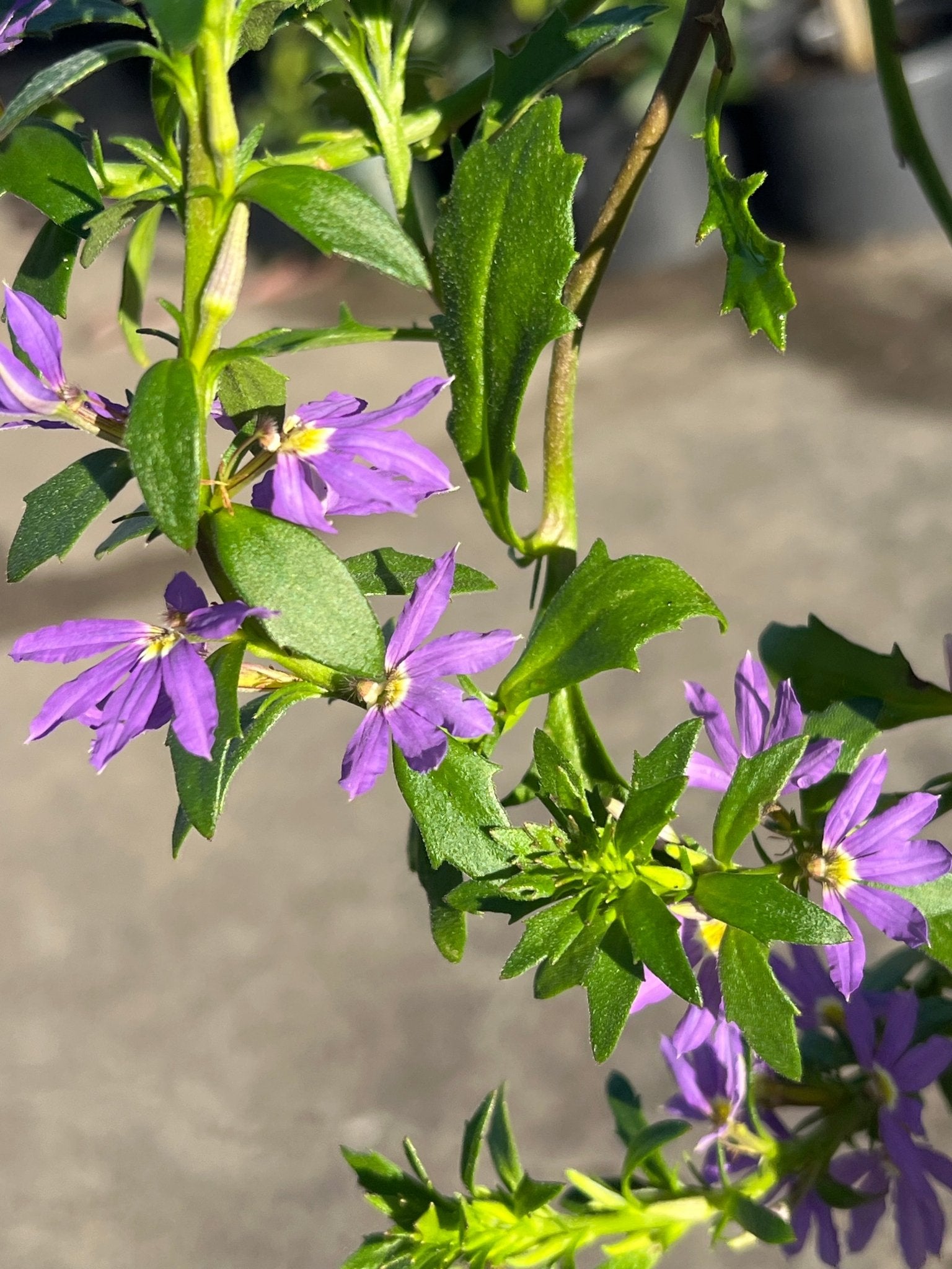 Fan Flower 'Fairy Blue' (Scaevola aemula) - Ladybird Nursery