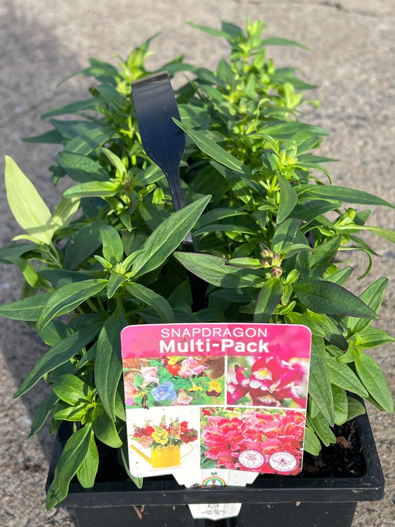Snapdragon (Antirrhinum Majus) Mixed 10 Cell (PICK UP ONLY) - Ladybird Nursery