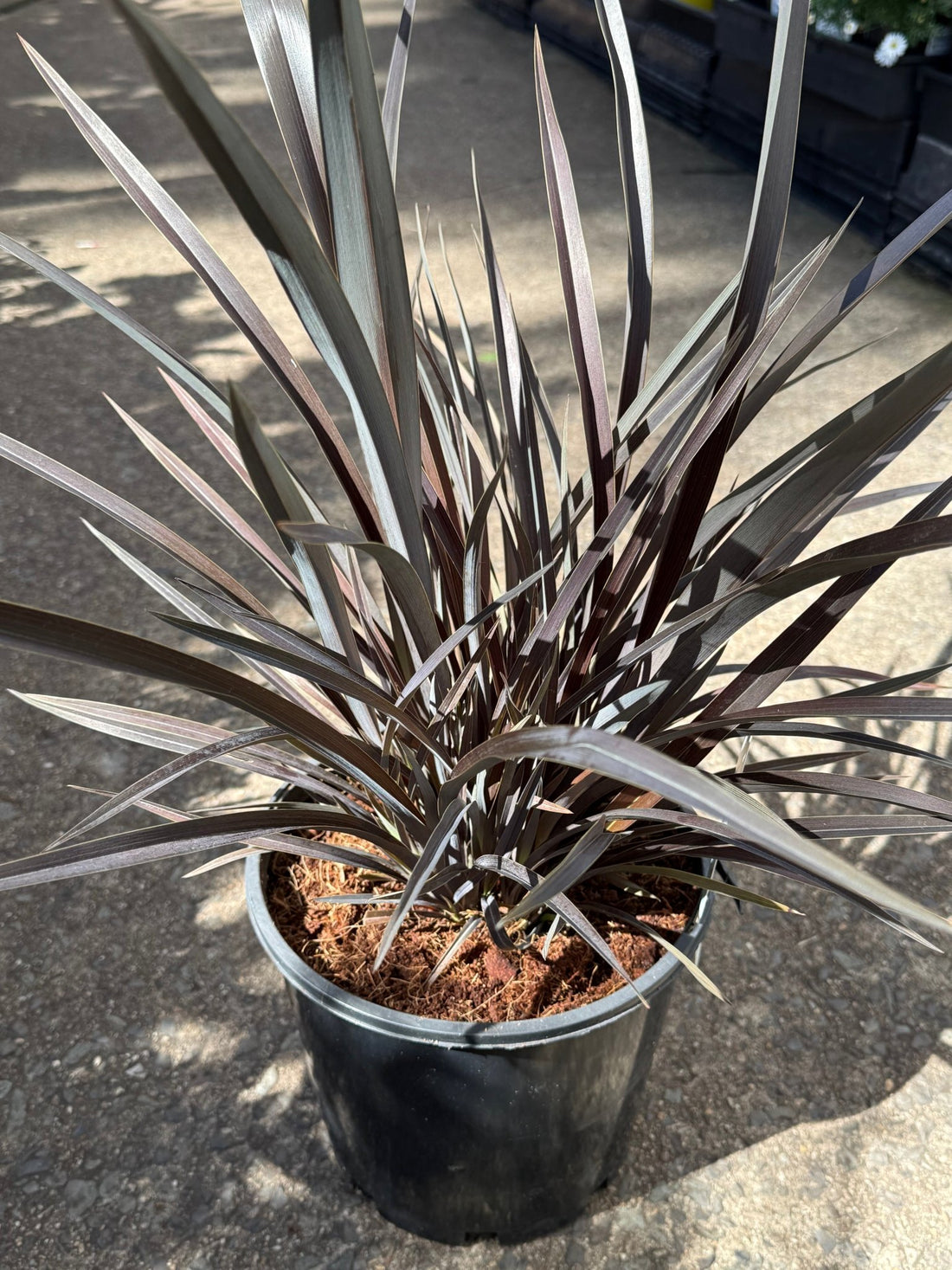 Phormium 'Purple Haze' - Large - Ladybird Nursery