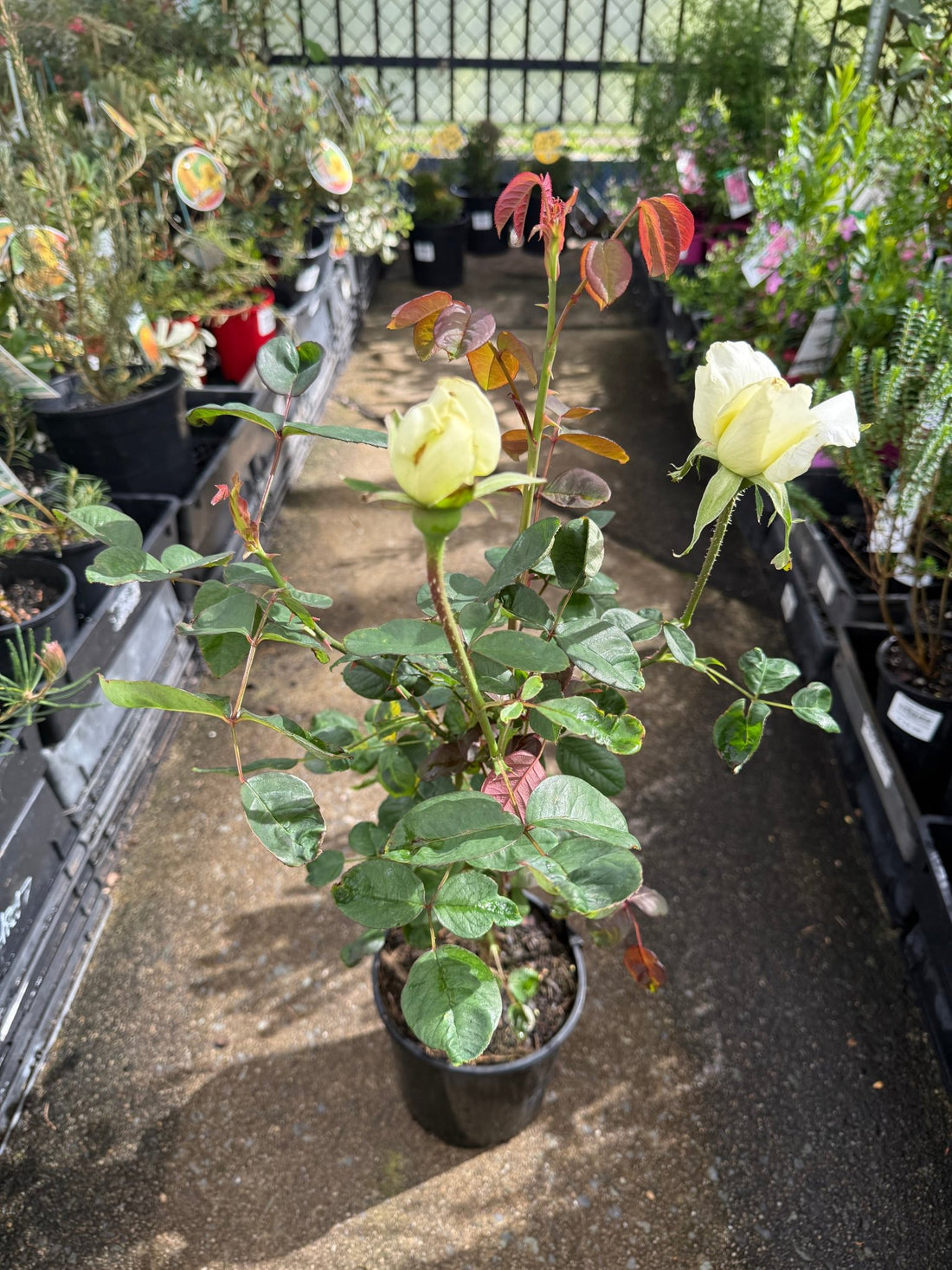 Rose 'Honour' (Rosa) - Ladybird Nursery