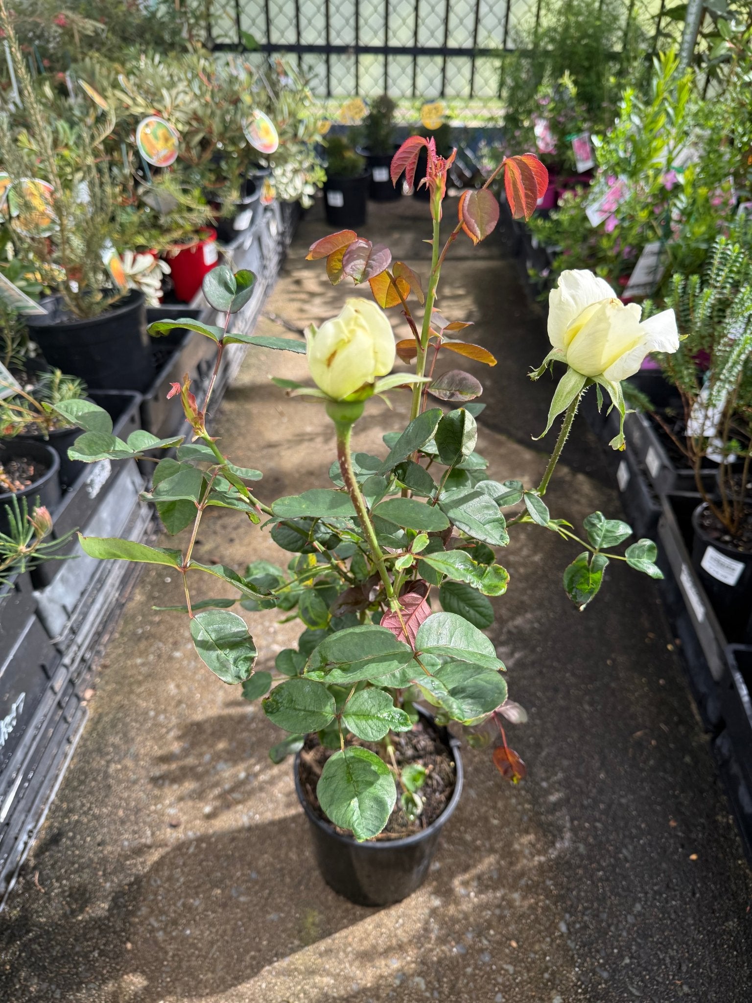 Rose 'Honour' (Rosa) - Ladybird Nursery