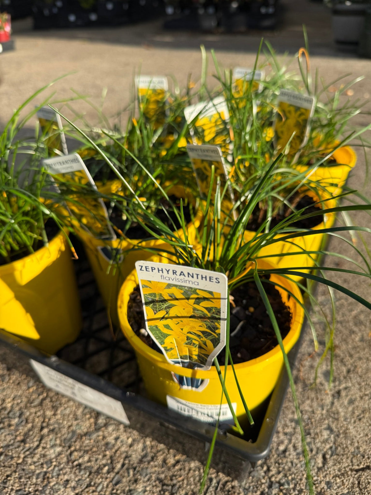 Yellow Rain Lily (Zephyranthes flavissima) - Ladybird Nursery
