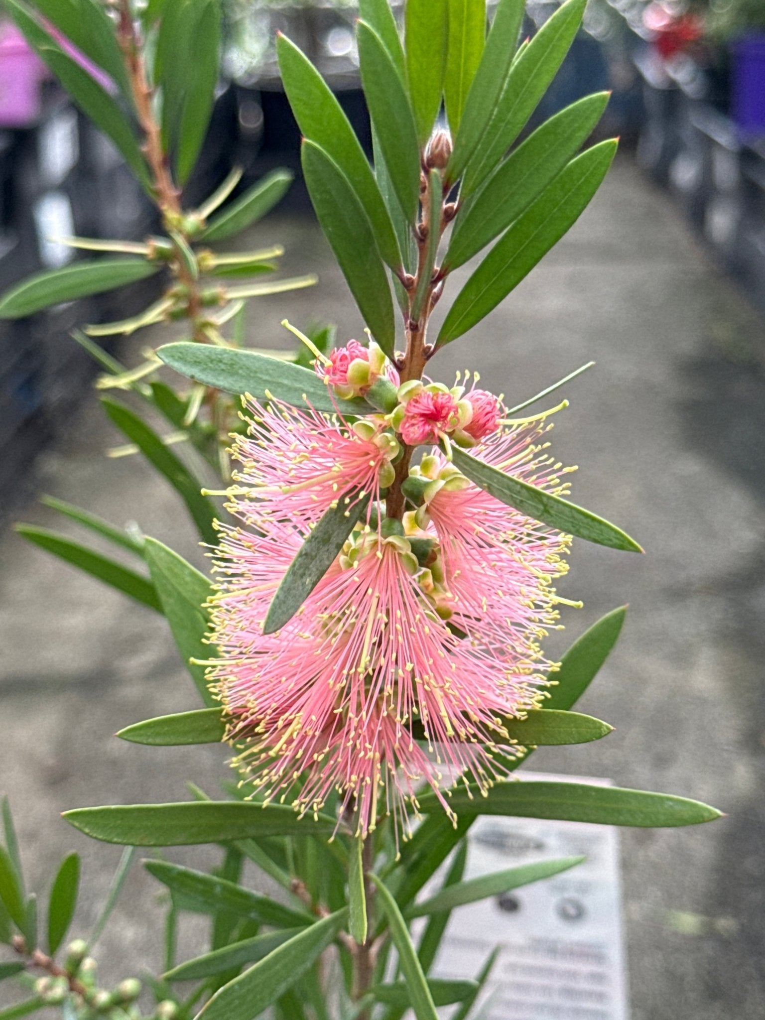 Weeping Bottlebrush ‘Pink Champagne’ (Callistemon viminalis) - Ladybird Nursery