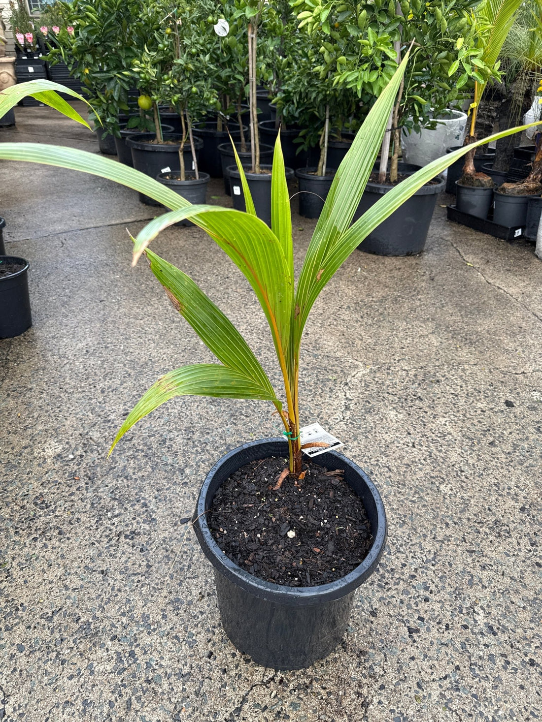 Dwarf Malay Coconut 'Bronze' - Ladybird Nursery