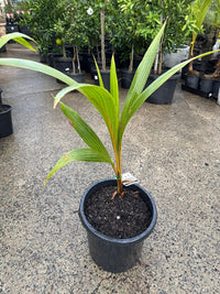 Dwarf Malay Coconut 'Bronze' - Ladybird Nursery
