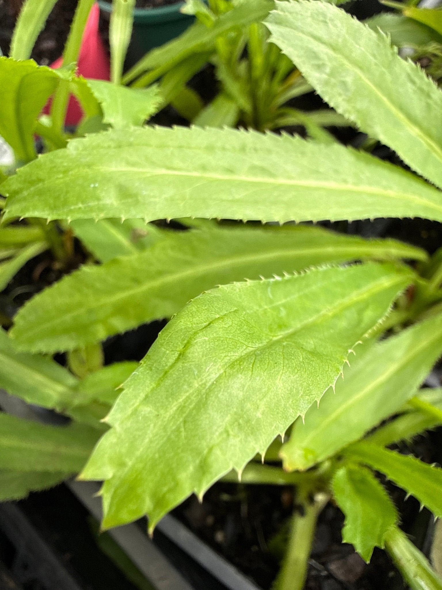 Perennial Coriander (Eryngium foetidum) - Ladybird Nursery