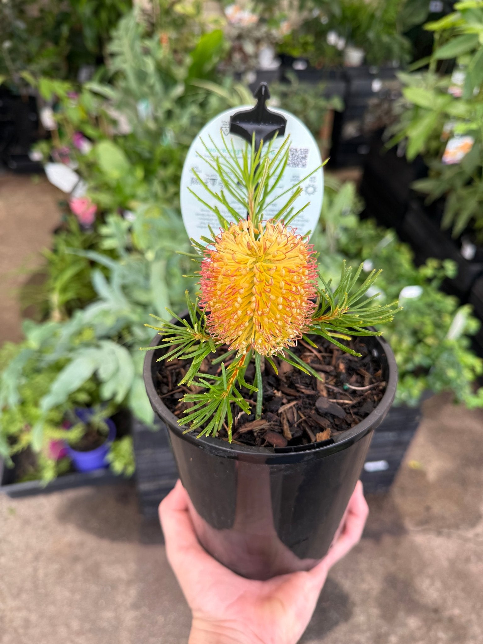 Dwarf Banksia 'Birthday Candles' (Banksia spinulosa) - Ladybird Nursery