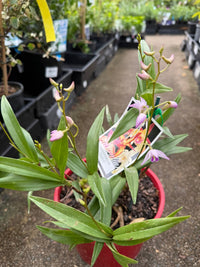 Native Orchid Dendrobium - Ladybird Nursery