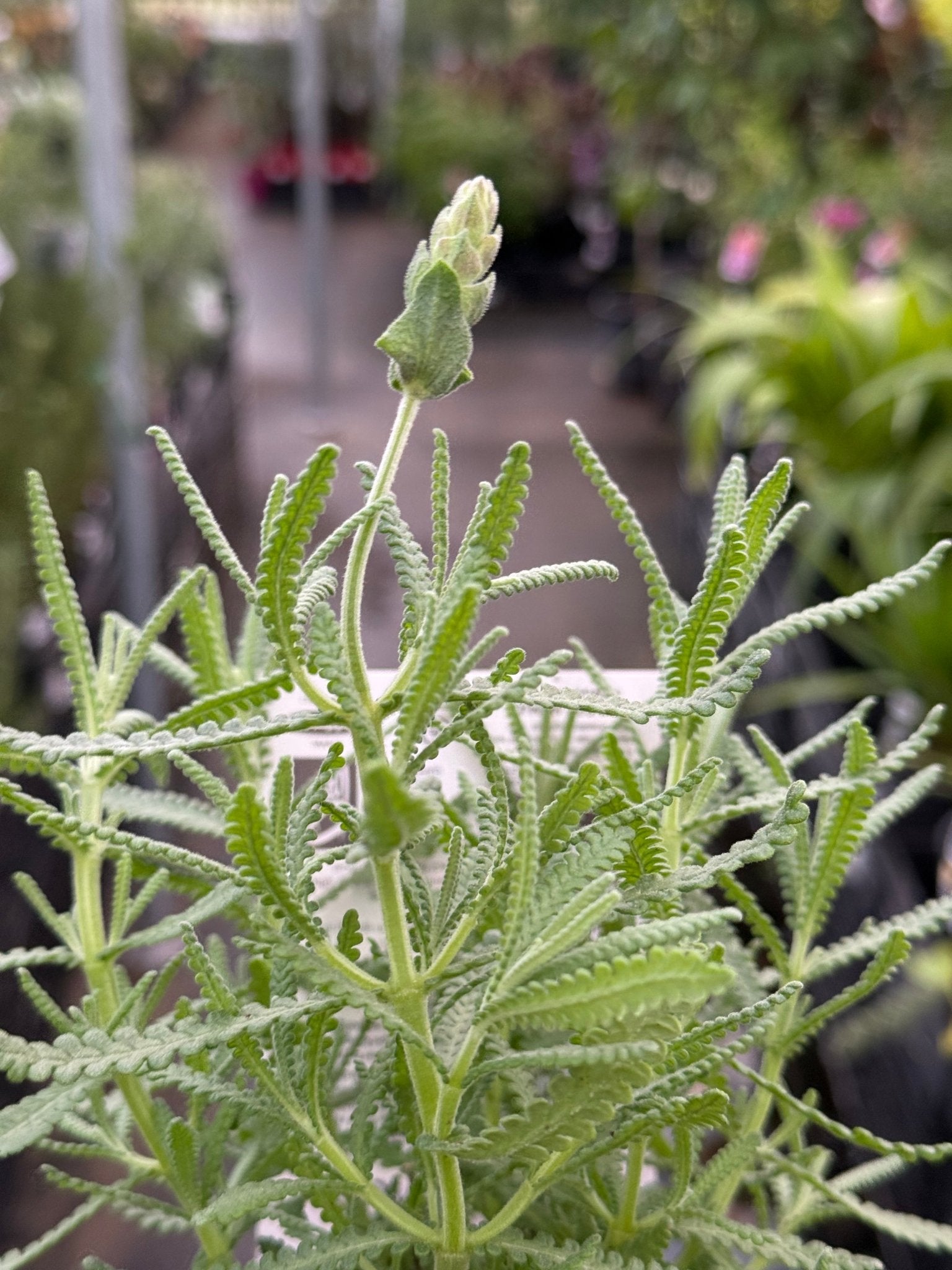 Lavender - French Musk (Lavandula stoechas) - Ladybird Nursery