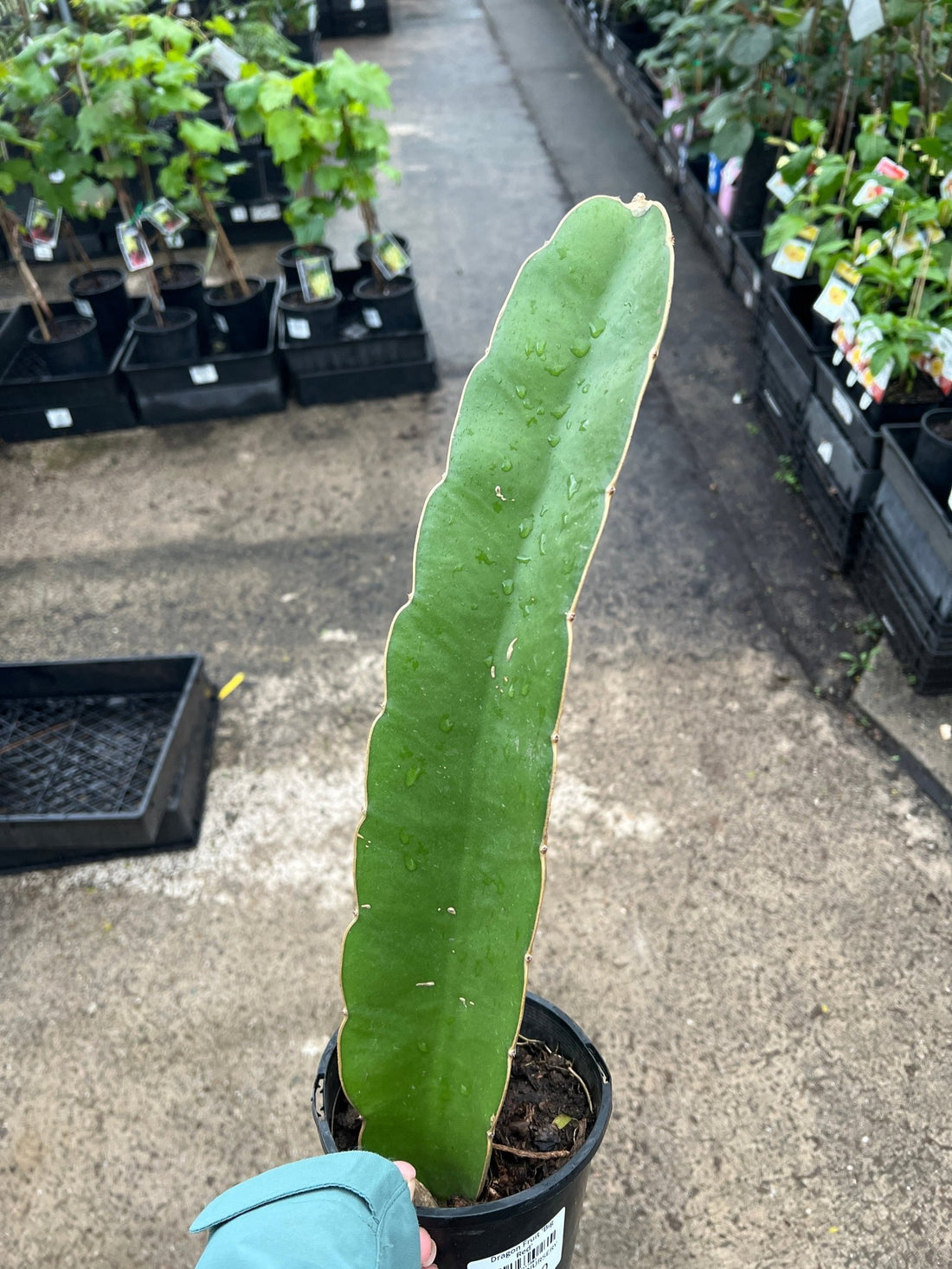 Dragon Fruit 'Big Red' - Ladybird Nursery