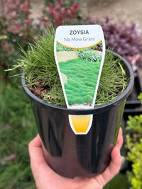 No Mow Grass - Ladybird Nursery