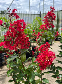 Crepe Myrtle 'Enduring Summer Red' (Lagerstroemia) - Ladybird Nursery