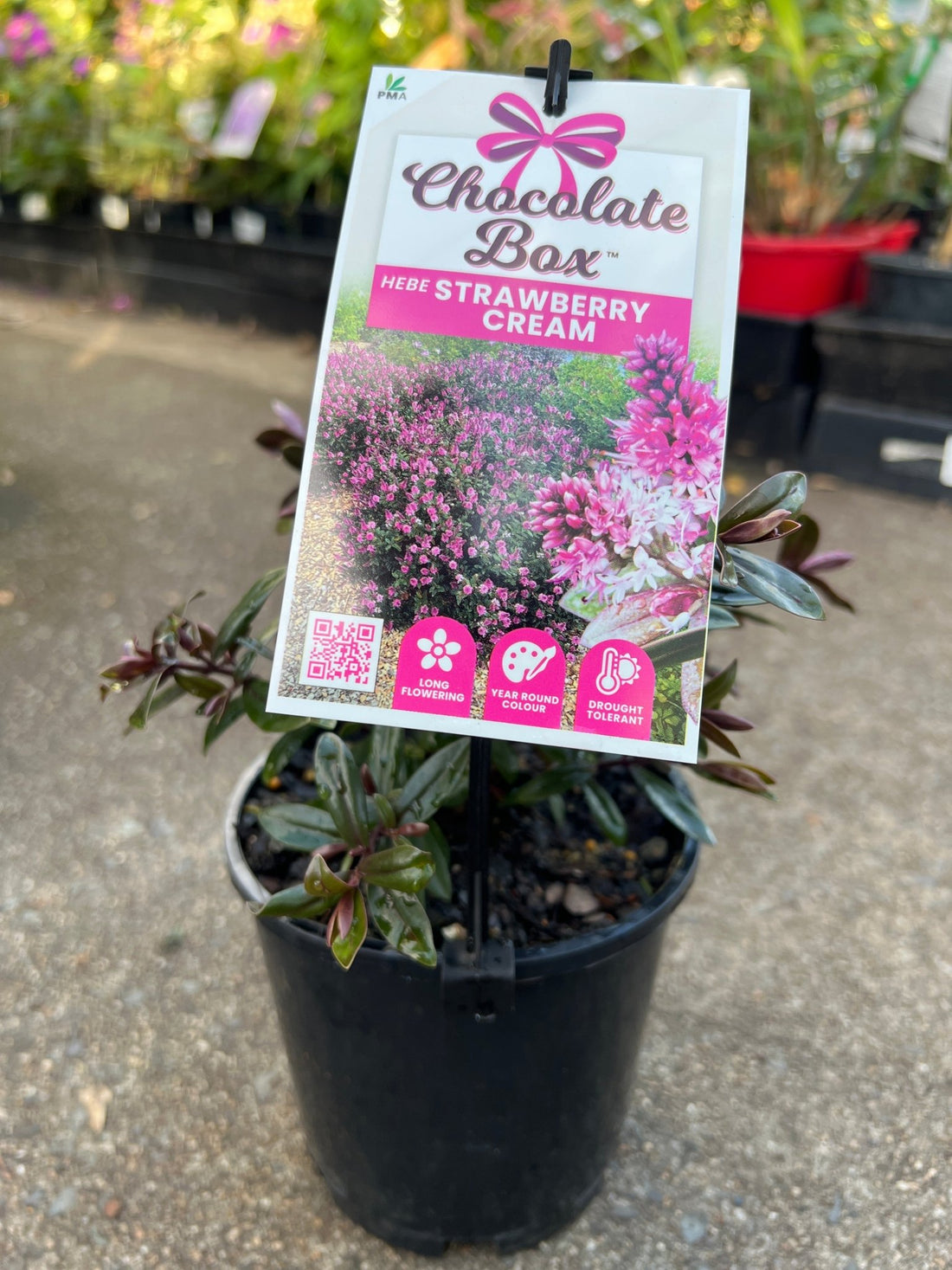Hebe Chocolate Box 'Strawberry Cream' - Ladybird Nursery
