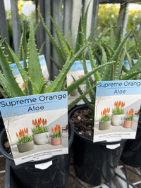 Aloe Vera 'Supreme Orange' - Ladybird Nursery