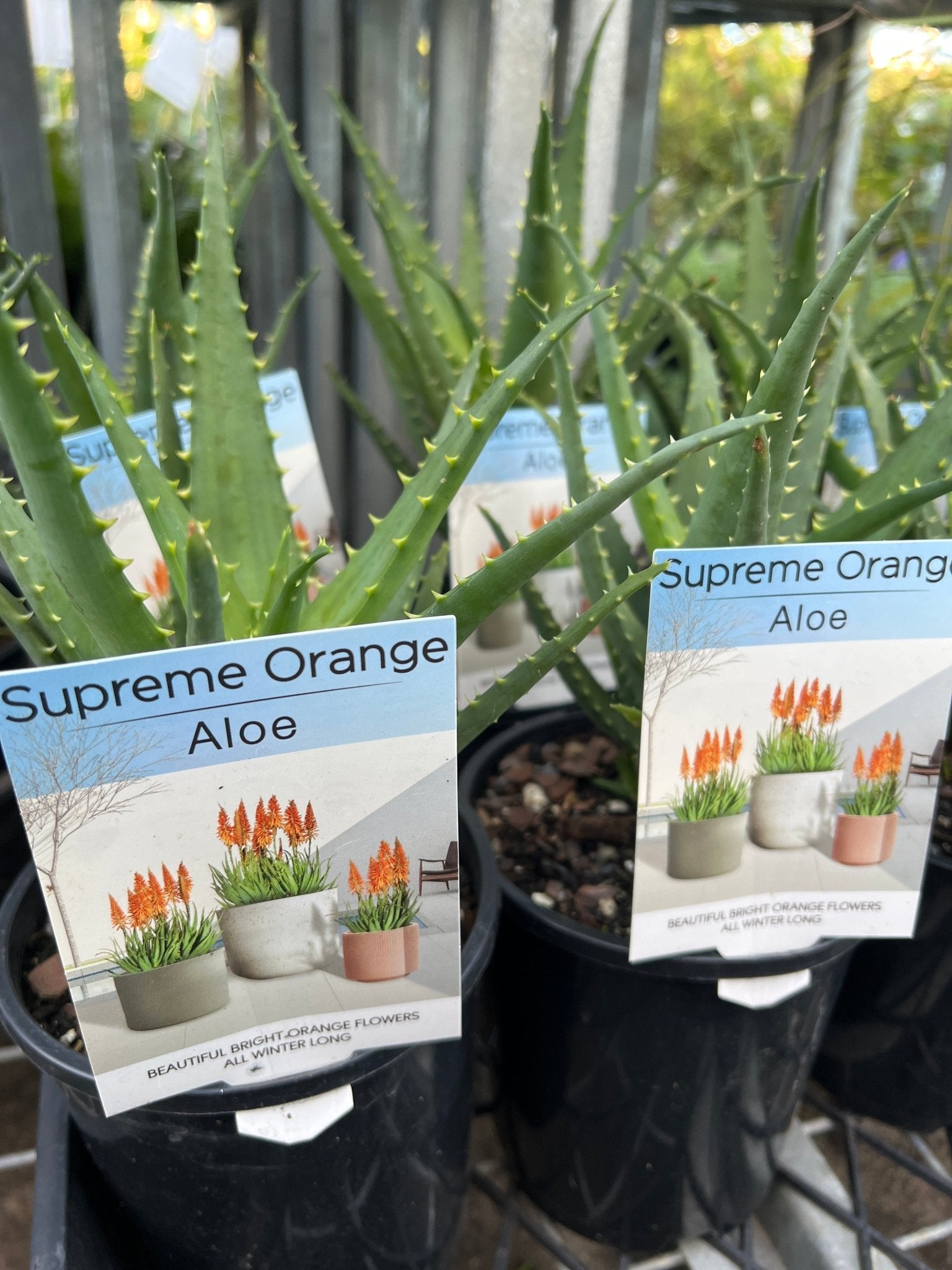 Aloe Vera 'Supreme Orange' - Ladybird Nursery