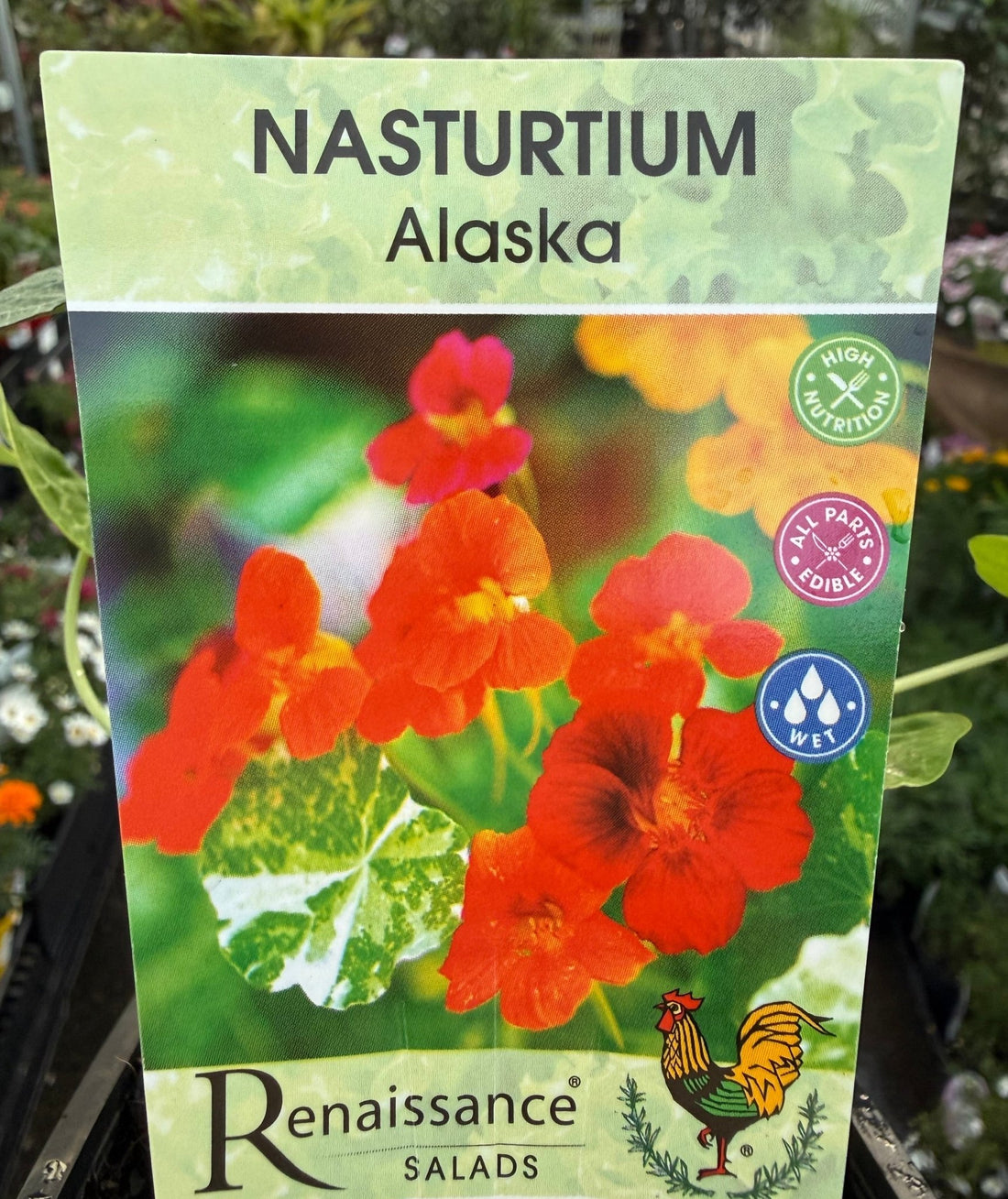 Nasturtium 'Alaska' (Tropaeolum majus) - Ladybird Nursery