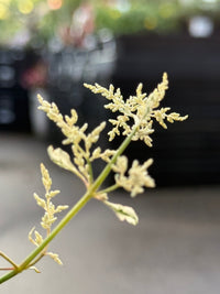 Amaranthus 'Fluffy Duck' - Ladybird Nursery