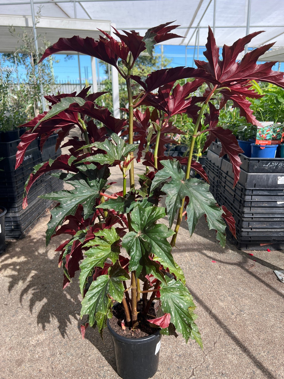 Begonia 'Sophie Cecile' - Ladybird Nursery