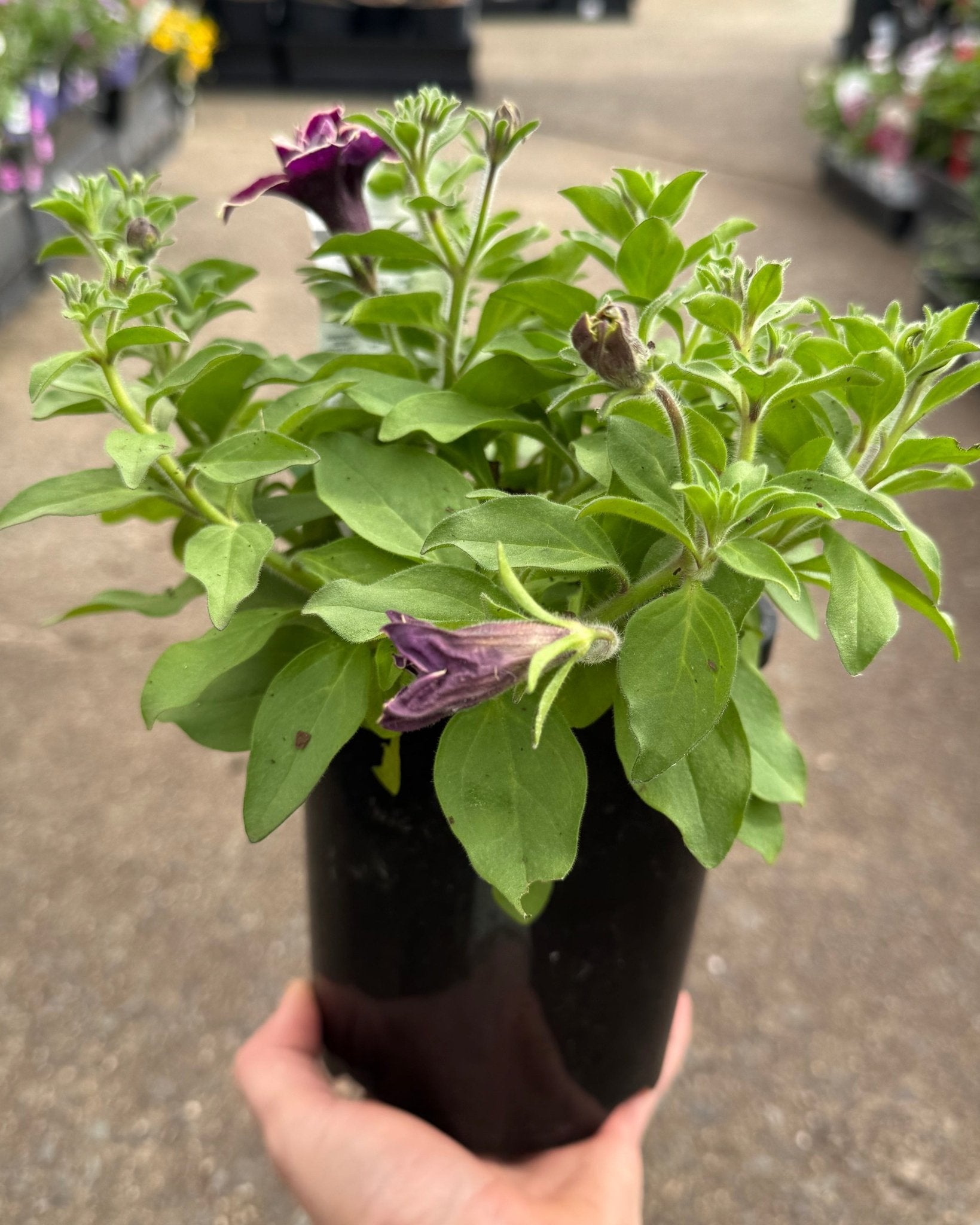 Petunia 'Velvet Champagne' - Ladybird Nursery