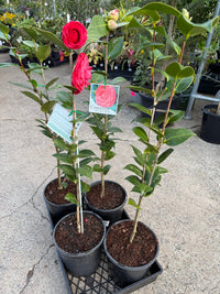 Camellia 'Red Red Rose' - Large - Ladybird Nursery