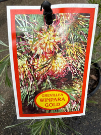 Grevillea 'Winpara Gold' - Ladybird Nursery
