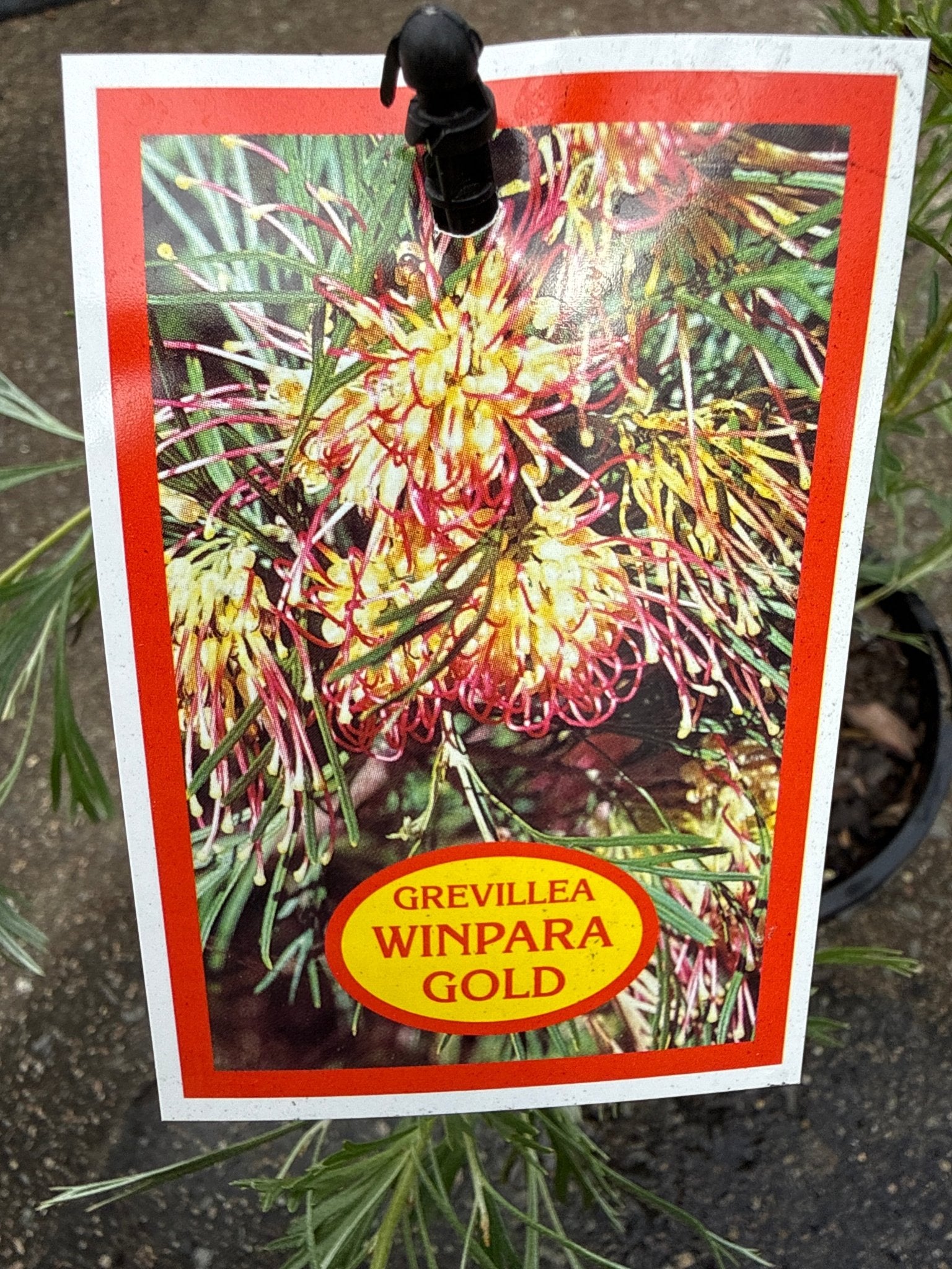 Grevillea 'Winpara Gold' - Ladybird Nursery