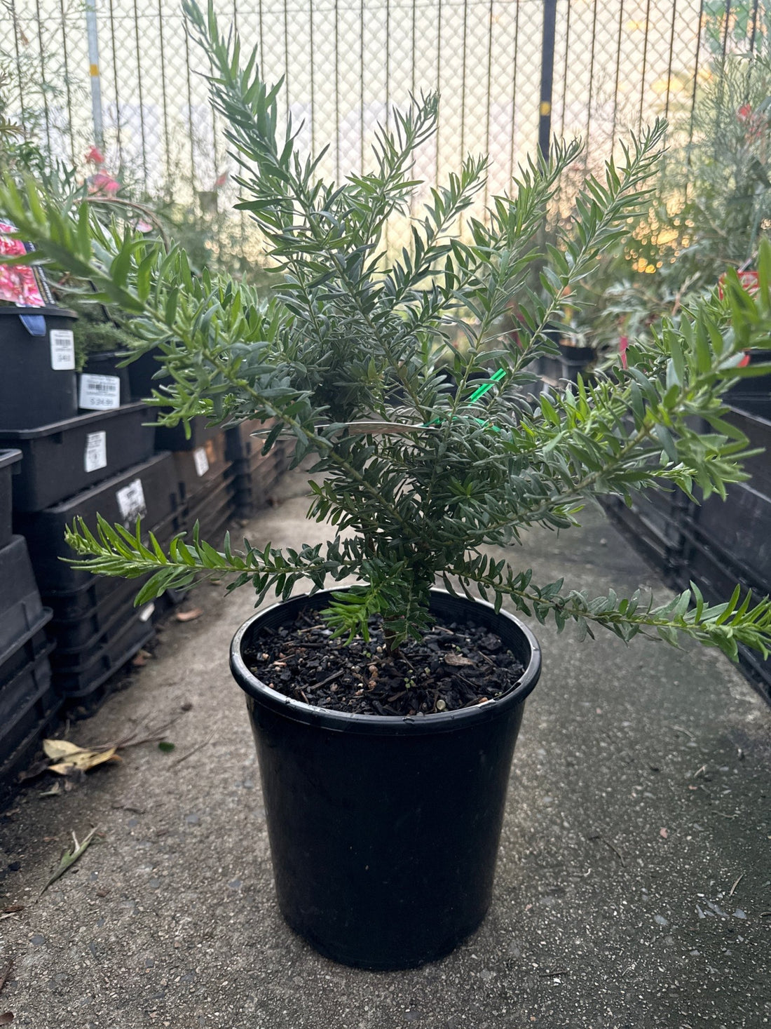 Dwarf Grevillea 'Fireworks' - Large - Ladybird Nursery