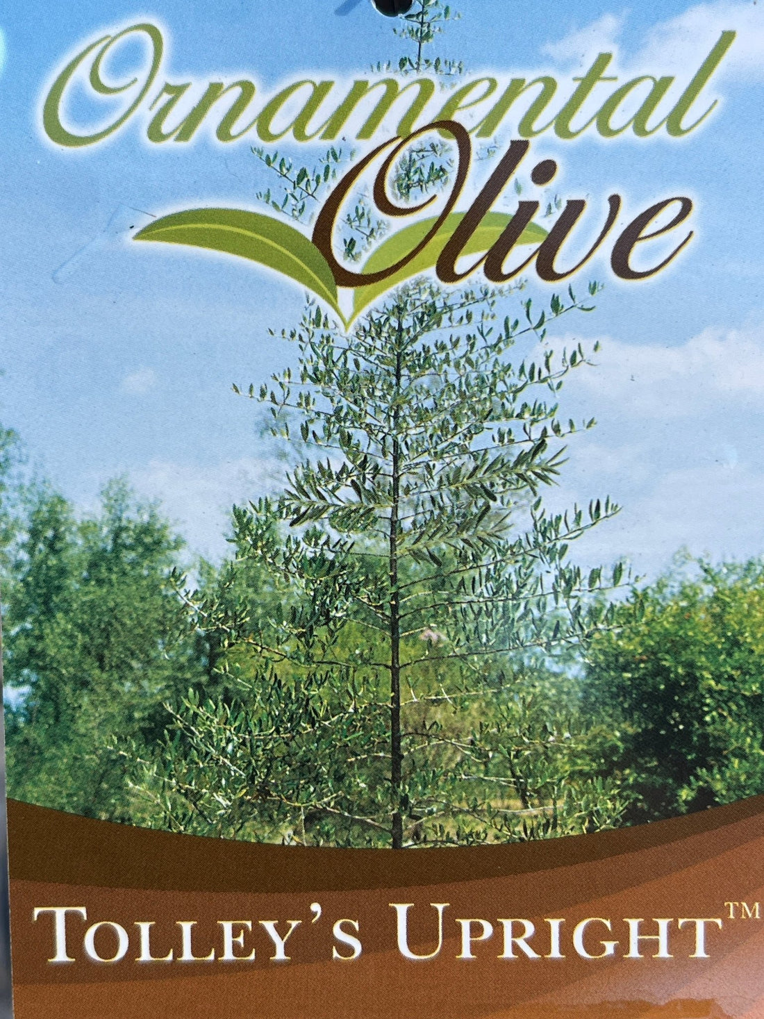 Olive ‘Tolley’s Upright’ - Large - Ladybird Nursery