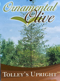 Olive ‘Tolley’s Upright’ - Large - Ladybird Nursery