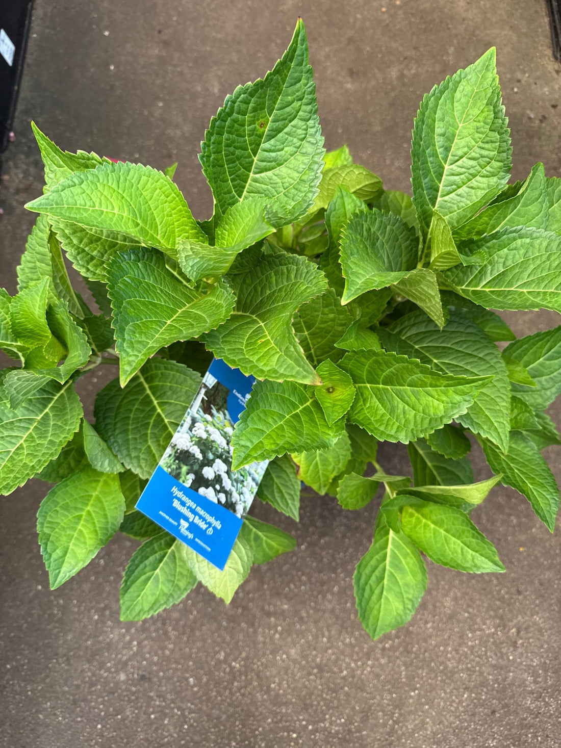 Hydrangea 'Blushing Bride' Endless Summer® - Ladybird Nursery