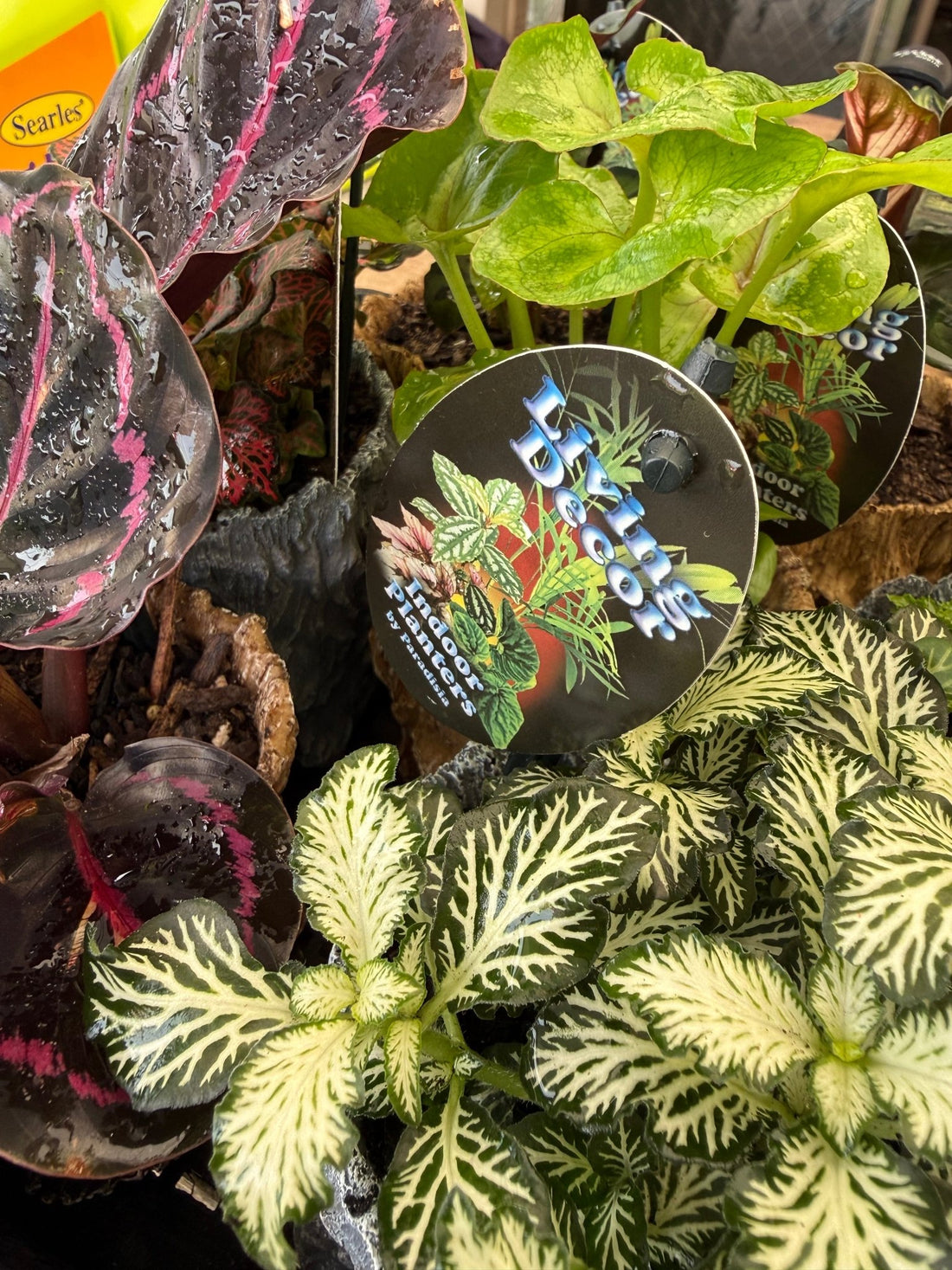 Single Planted Log Planter (Assorted Indoor Plant) - Ladybird Nursery