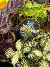 Single Planted Log Planter (Assorted Indoor Plant) - Ladybird Nursery