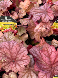 Heuchera 'Berry Smoothie' - Ladybird Nursery