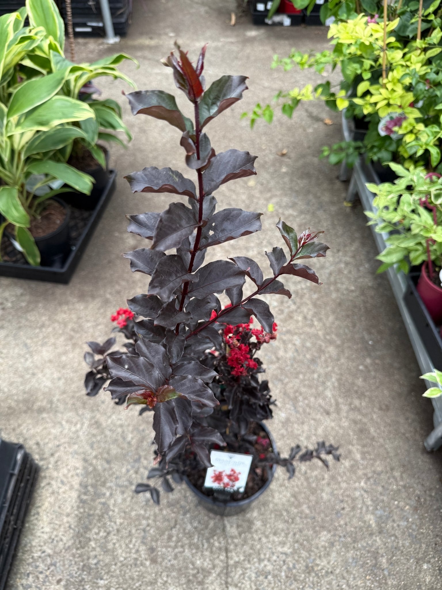 Crepe Myrtle Diamonds in the Dark Best Red (Lagerstroemia) - Ladybird Nursery
