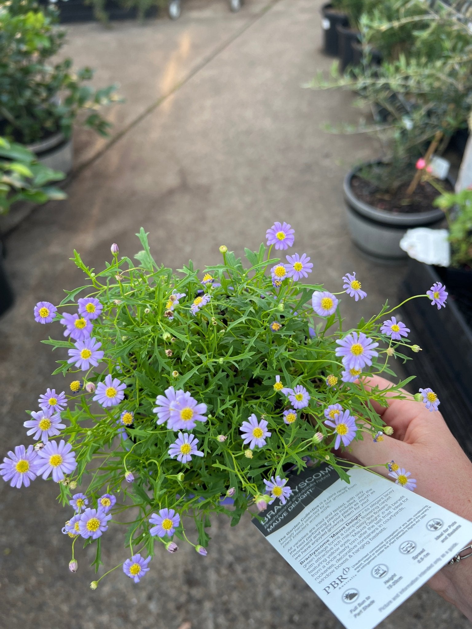 Swan River Daisy ‘Mauve Delight’ (Brachyscome) - Ladybird Nursery