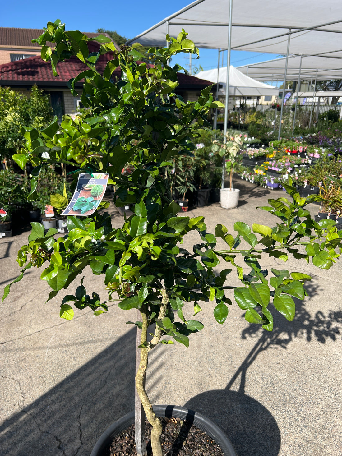 Lime 'Kaffir' - Jumbo (Pickup Only)