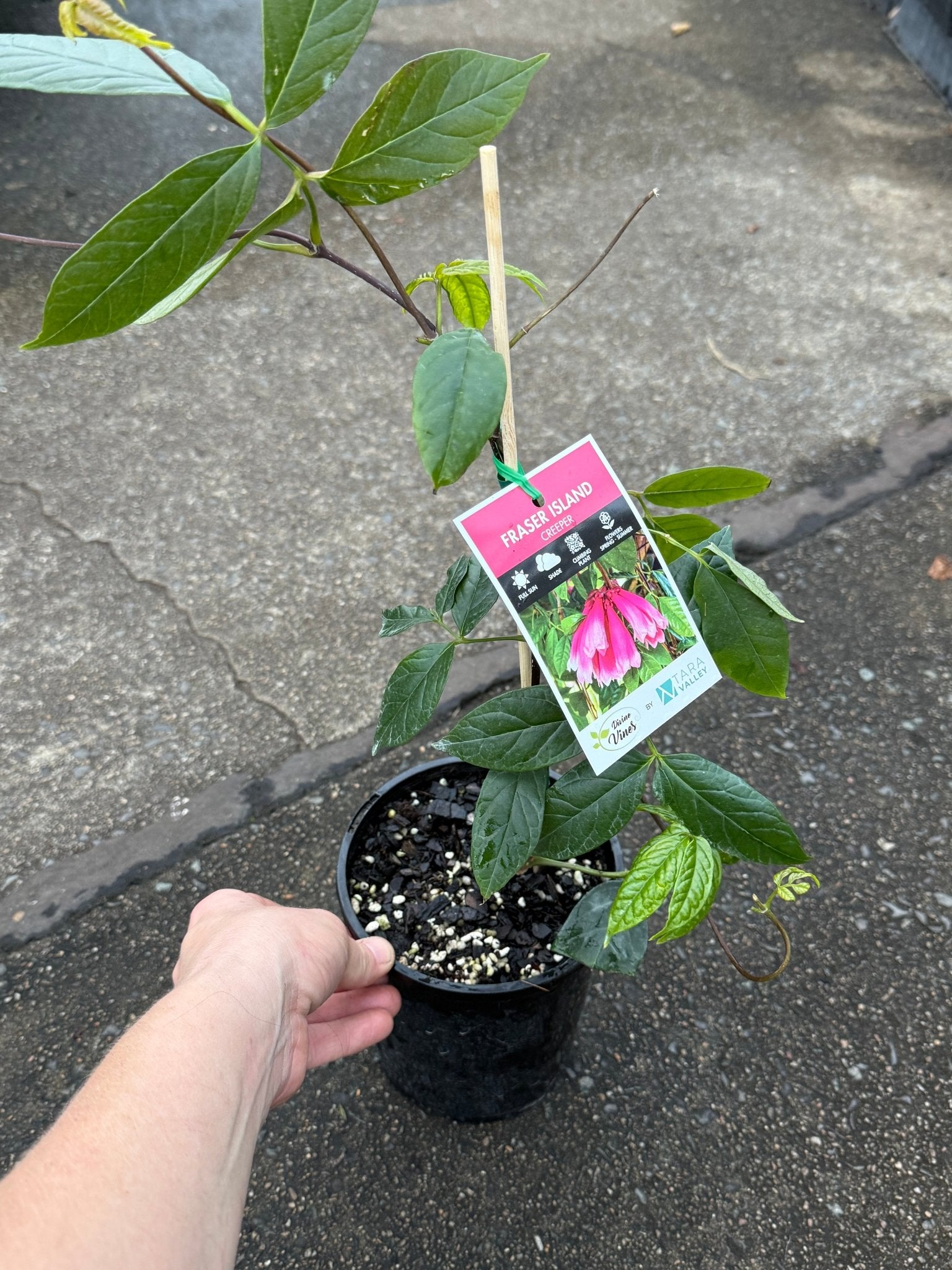 Fraser Island Creeper (Tecomanthe hillii) - Ladybird Nursery