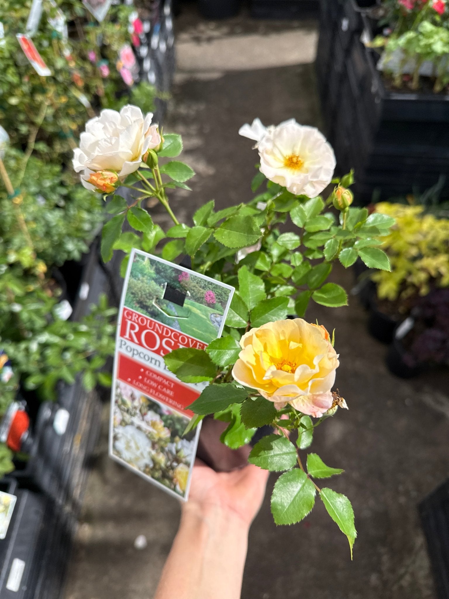Rose DRIFT® Popcorn (Rosa) - Ladybird Nursery
