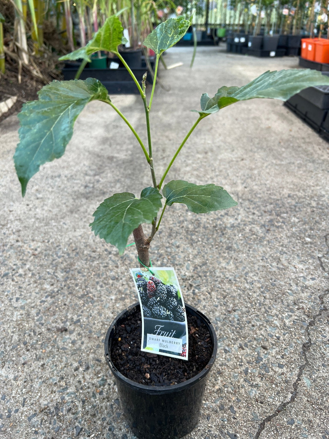 Dwarf Mulberry 'Black' - Ladybird Nursery
