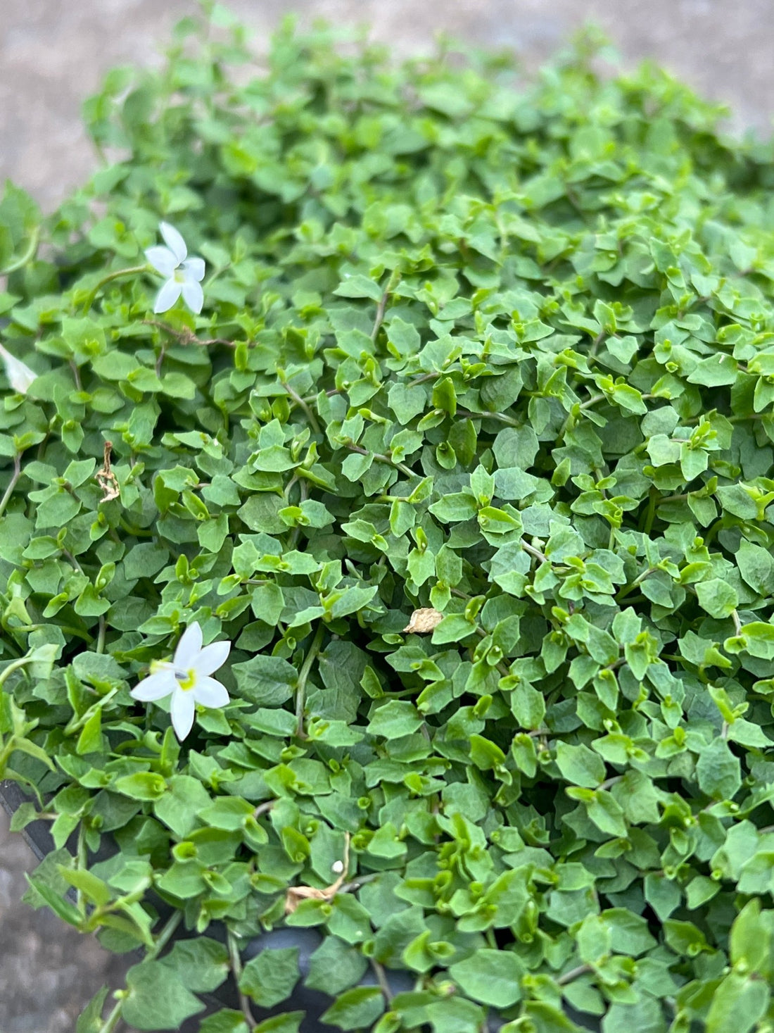 White Star Creeper (Pratia pedunculata) - Ladybird Nursery