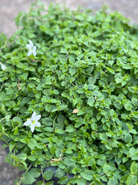 White Star Creeper (Pratia pedunculata) - Ladybird Nursery