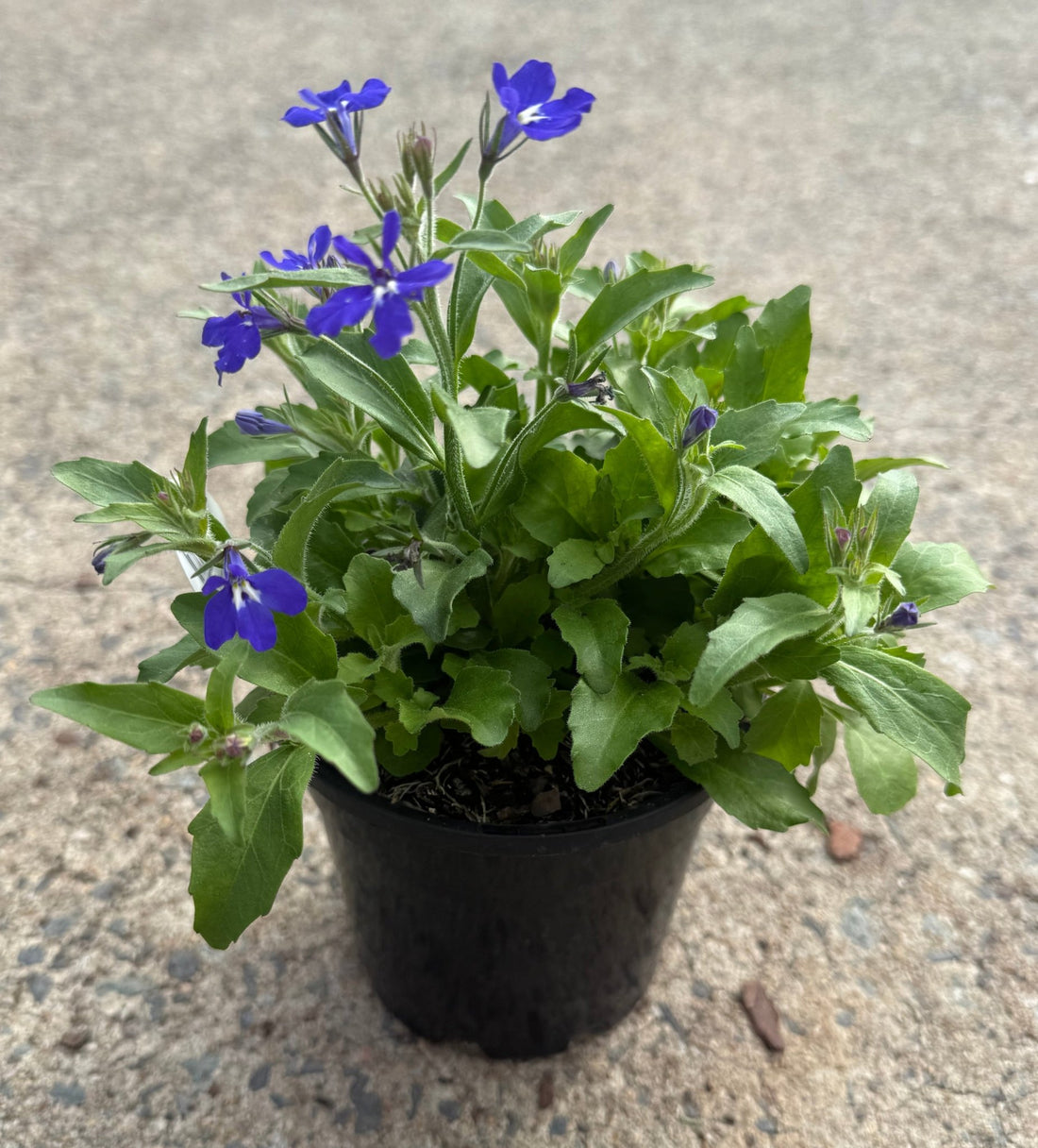 Lobelia erinus 'Blue'