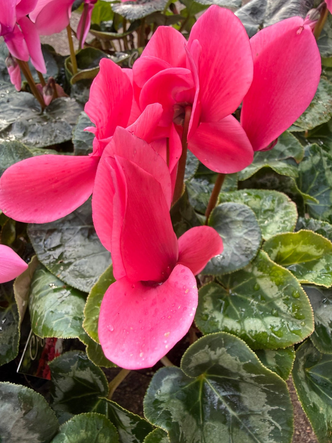 Cyclamen Leopardo Large 'Pink' - Ladybird Nursery