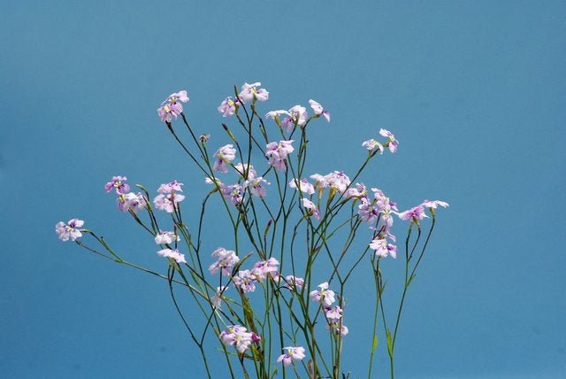 Dampiera Pink (Dampiera trigona) - Ladybird Nursery