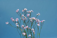 Dampiera Pink (Dampiera trigona) - Ladybird Nursery