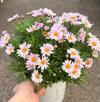 Argyranthumum 'Lolly' - Large - Ladybird Nursery