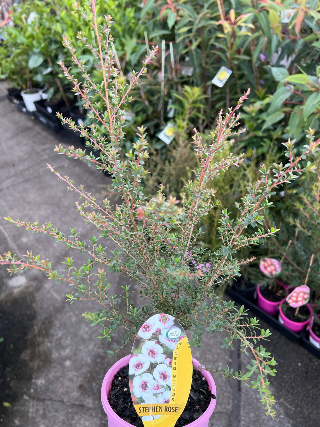 Leptospermum 'Stephen Rose' - Ladybird Nursery